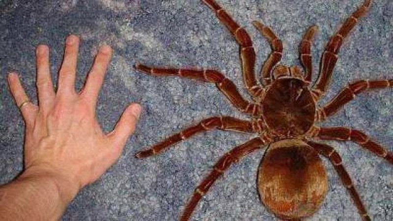 As 10 Maiores Aranhas Do Mundo.